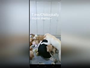Canine Gangbang: Homemade Salacious Delights