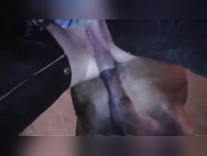 Explorez le côté obscur : Sexe animal extrême