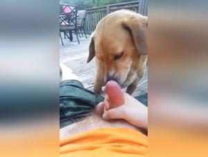Zoophilie sauvage :  Le chien domine la femme