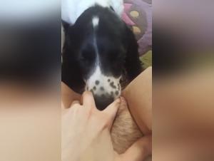 La petite chienne s'applique à faire plaisir à sa dompteuse, tout doux et à son rythme...