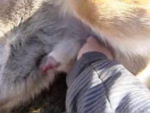 Désir Bestiale : Actes Sexuels Hardcore Femme-Chien