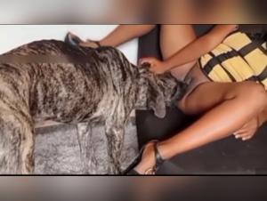 Wild Dog: Brutal and Merciless Act