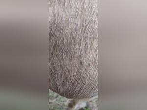 Délices interdits : L'embrasement pakistanais et animal