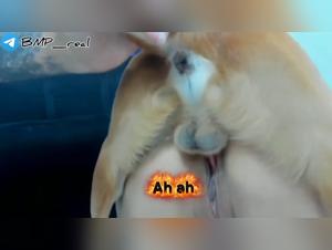 Zoophilie Live: Chien Déchaîné Sur Sa Webcam