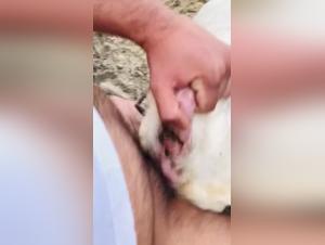 Zoophilie brute : Le bouc impose sa domination