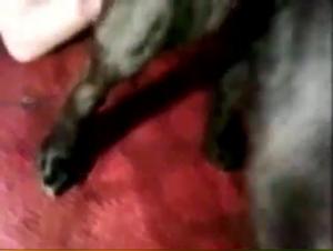 Pétronisation bestiale : KMarco chevauchée par un masturbeur canin
