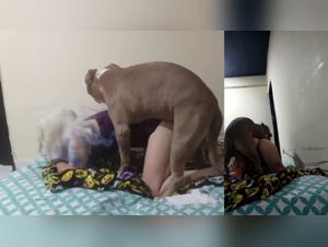 Le désir primal : Femmes et chiens dans une intimité indécente