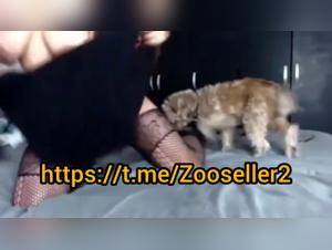 Chien Défonce : Vidéo Hardcore de Zoophilie