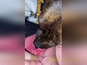 Fantasmes Animaux: Découvrez le Délice Forbidden
