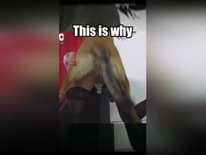 TikTok Révèle: Le Lien Entre Grosse Chien et Désir Féminin Obscur
