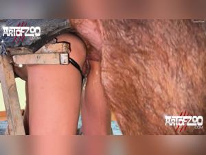 Zoophilie hardcore : Pumbaa le cochon s'empare d'une femme