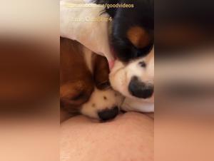 Désir Animal : Compétition Canine pour le Plaisir Féminin