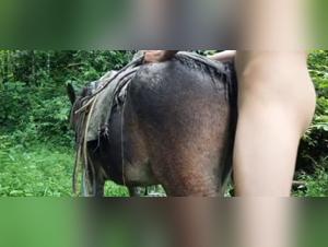 Pleasure Unleashed: Cheval vs Femme, qui gagne ?