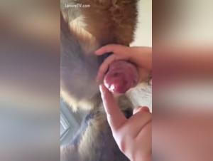Le Désir Brutal : Femmes et Chien à l'Apex du Plaisir