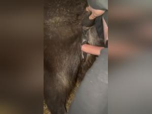 Foal Fuck: La Débauche Chevaline