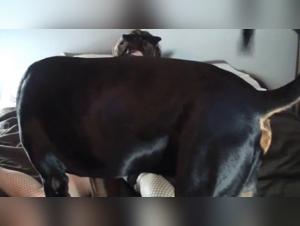 Délices Animaux Interdits : Videos XXX Exclusives