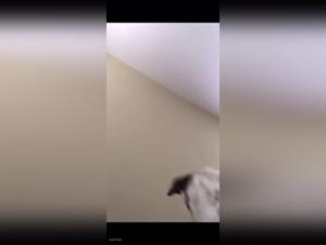 foking avec chien sauvage