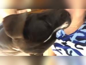 Câlins canins : son apprentissage de l'amour à quatre pattes