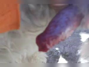 Zoophilie Hardcore : Chien dévore Momi