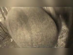 Domination Animale : L'Abysse du Désir Obscur