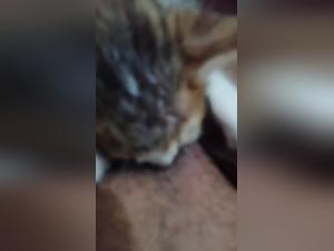 Lèche Obsessive : Chien Exploite une Chatte Soumise
