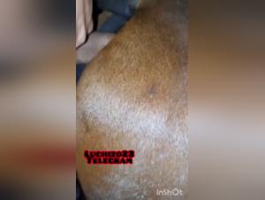 Mare Hardcore : Le côté obscur de la pulsion animale