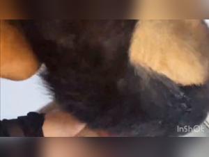 Rage of Canine Blowjob: A Ferocious Sodomy