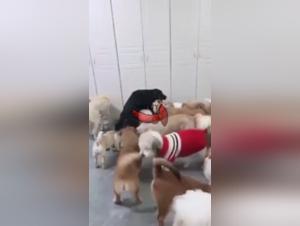 Zoophilie irrésistible : Domination canine brute