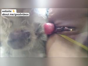 Zoophilie crue : Chien dominant, femme soumise