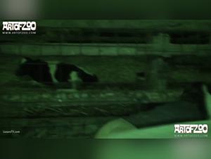 Zoophilie Extrême : Kerstin s'abandonne à ses désirs les plus sauvages