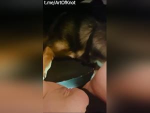 Pâté canin sur une chatte XXL