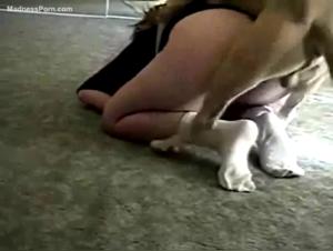Débauche Canine :  Le Sexe Animal Brutal Dévoilé