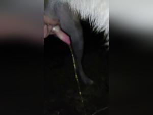 Domination Canine: L'acte impie du pis et de la soumission
