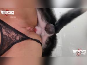 L'Apogée du Dogsex: Compilation Indécente