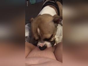 Délices Bestiaux : Femmes et Chiens dans une Danse de Passion Interdite