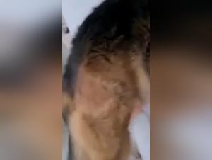 Zoophilie Exaltée : Une Relation Interdite et Sauvage