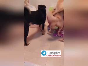 Obsession Bestiale : La Chair Féminine et la Puissance Canine