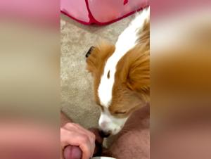 First Wild Taste: Dog Fucks Slut