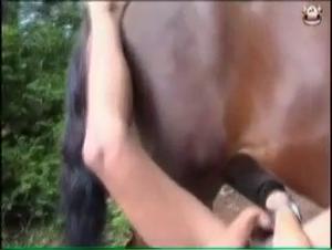 Zoophilie sauvage: La vache dompte et détruit
