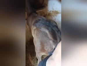 Démonstration de puissance : Baby cheval domine une femme