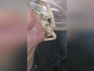 Zoophilie Excentrique : La Mantis et le Pénis