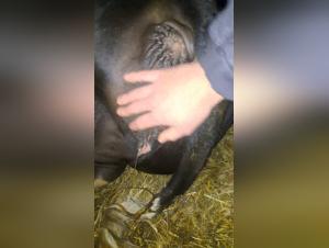 Domination Bovine : L'Animalité au Coeur du Désir