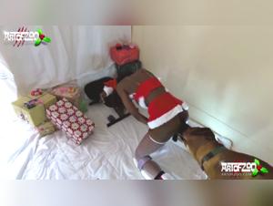 Fougue Canine : Un black beauté sous le joug d'un boule de poils déchaîné