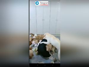 Débauche Animale : Groupe Sexuel Asiatique et Chiens