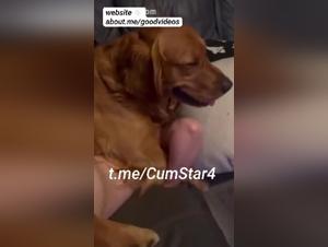 Débauche Animale: Chien Foudroyant une Femme