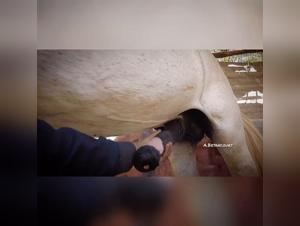 Zoophilie irrésistible : Chien insatiable sur le pénis de cheval