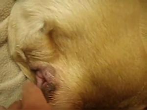 Zoophilie brute : la domination canine sans limites