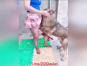 Débauche Canine Chinoise :  Une Folie Sensorielle